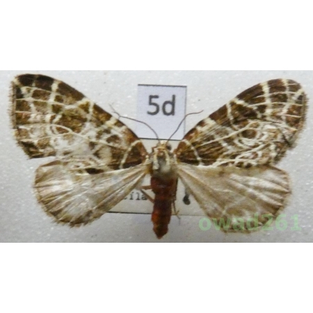 Eustroma reticulata (Denis & Schiffermüller, 1775) Czech5d